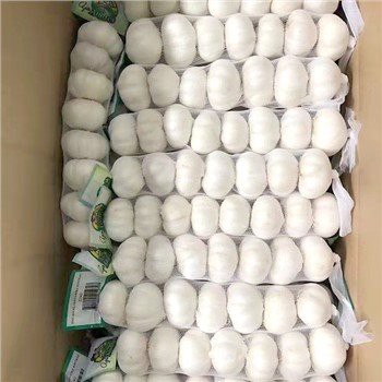 سائز 5.5 بلک خالص سفید لہسن کی براہ راست فروخت